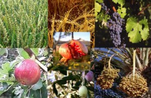 The 'Seven Species' of natural produce (listed in Deuteronemy 8:8) are particularly associated with the land of Israel.