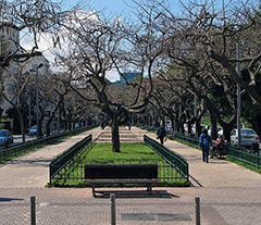 Rothschild Boulevard in Tel Aviv