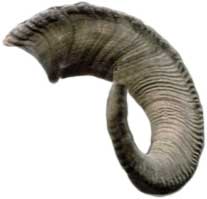A ram's horn is traditionally used to make a shofar, the horn or trumpet blown on Rosh HaShanah.