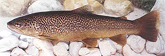 Trout - a kosher breed of fish with both fins and scales